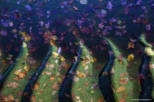 collage van herfstbladeren en strandstructuren